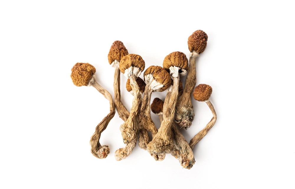 Buy Liberty Cap mushrooms for sale