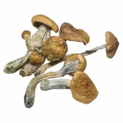 buy magic mushrooms online Ohio