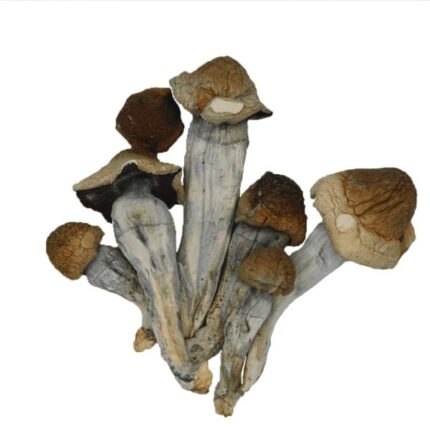 Buy penis envy mushroom Colorado